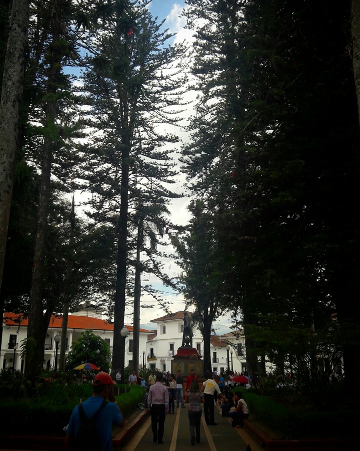 Árboles