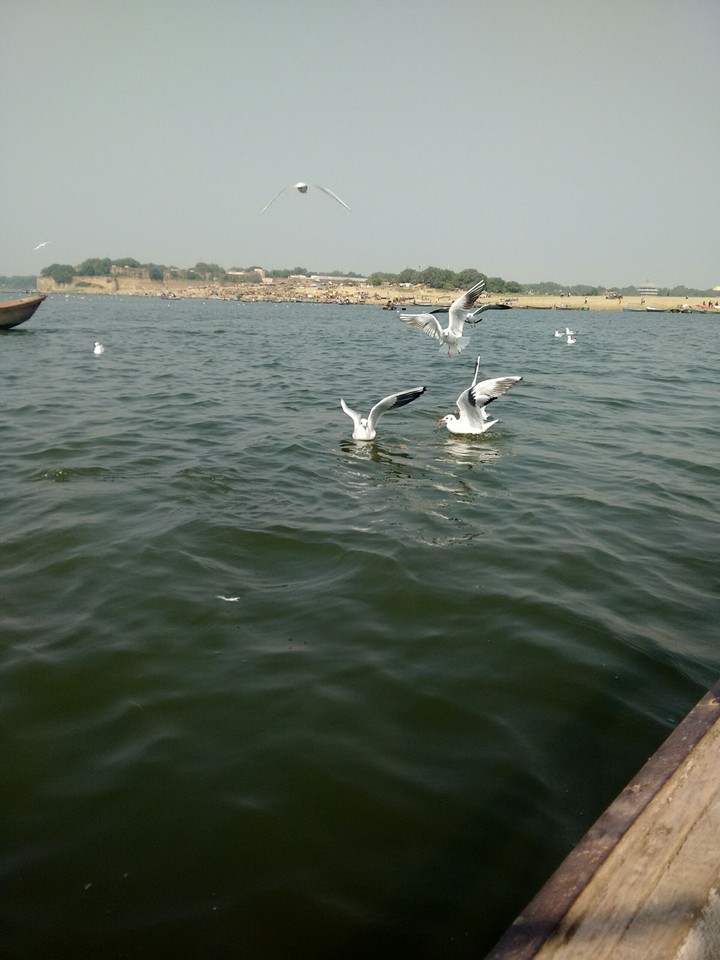 Birds