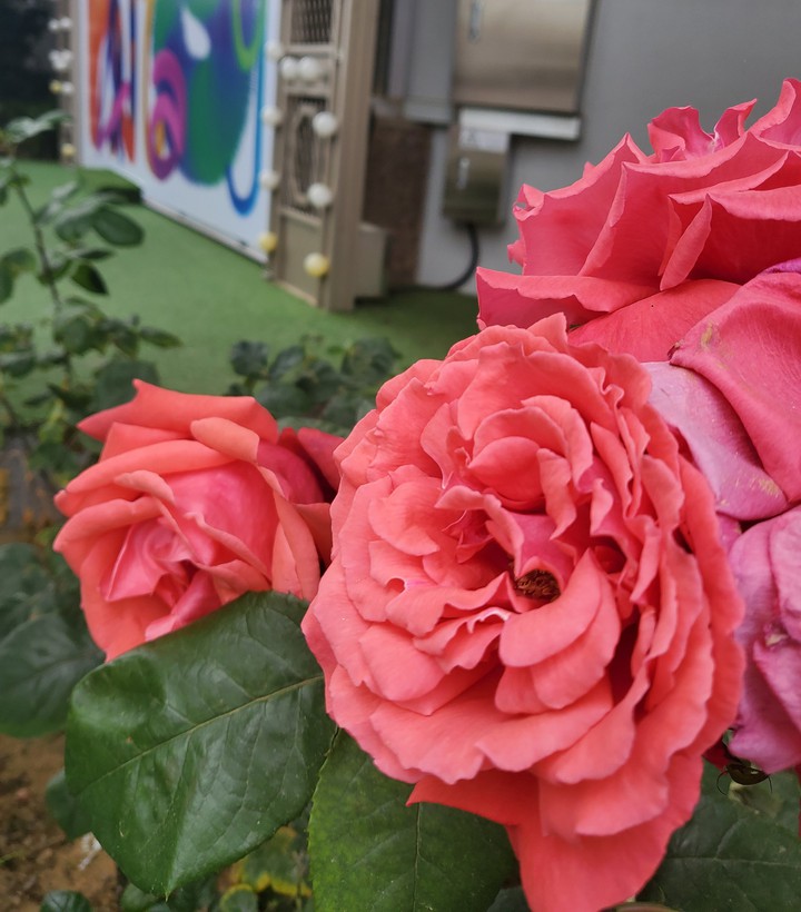 Rose