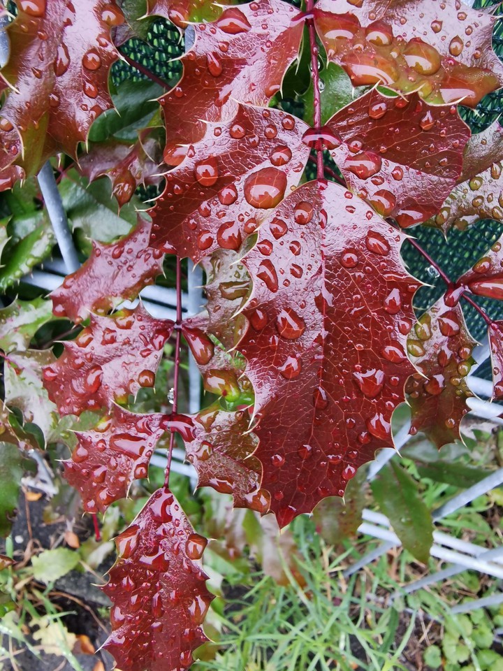raindrops