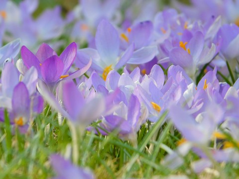 Spring
