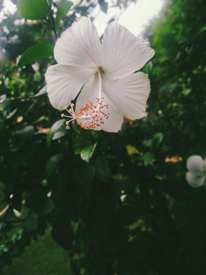 white flower