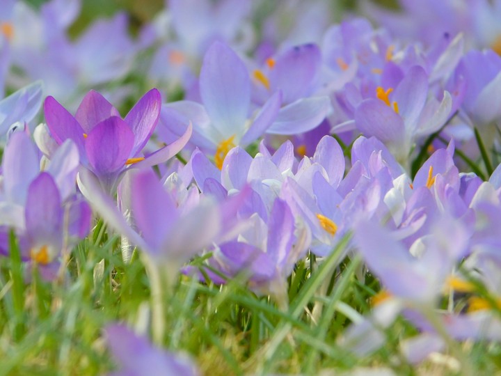 Spring