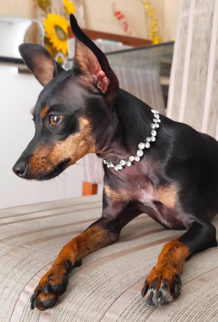 pinscher