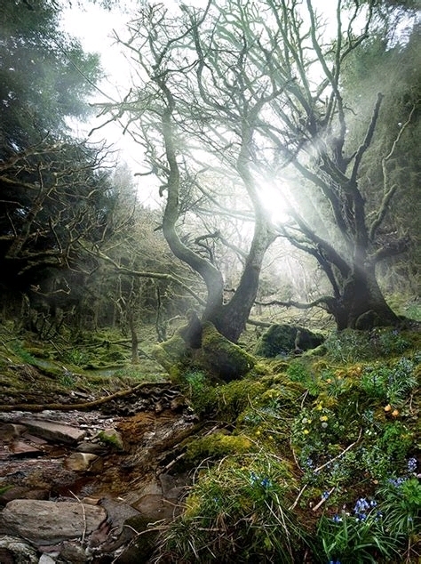 dream forest