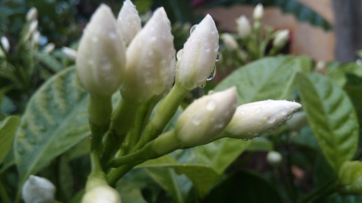 white flower