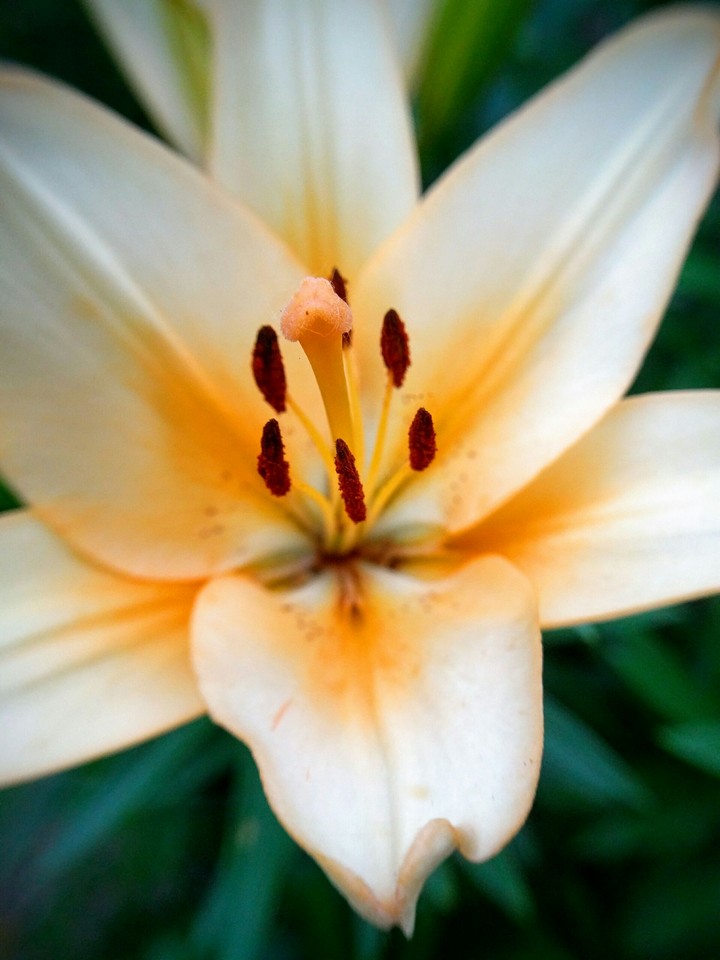 white and yellow flower