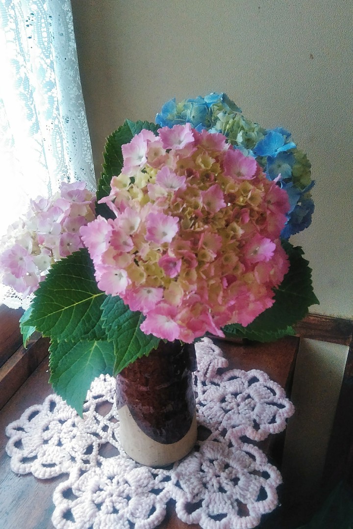 hydrangea