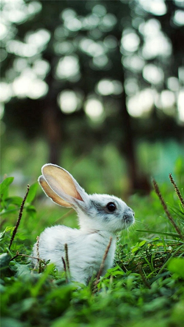 lovely rabbit
