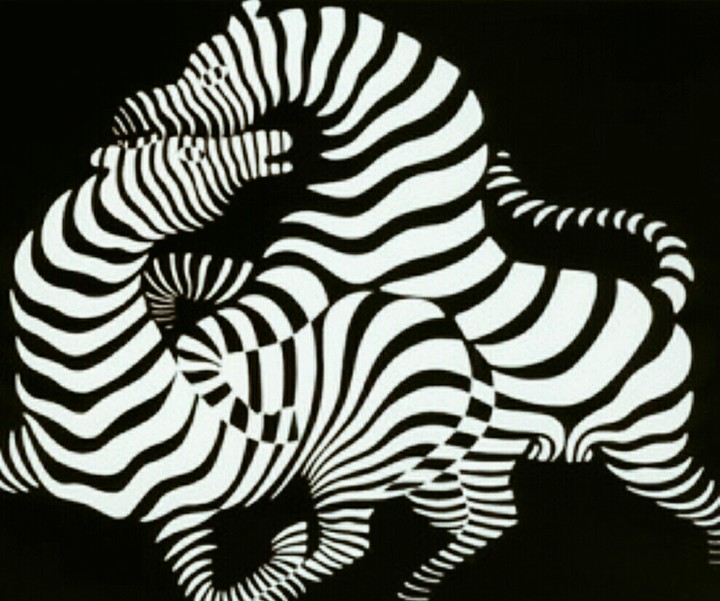 zebras