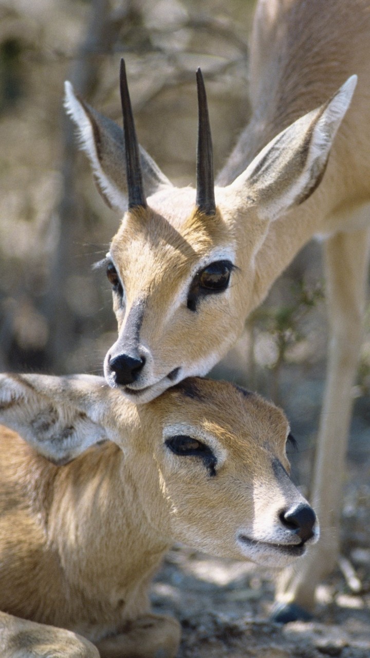 Gazelles