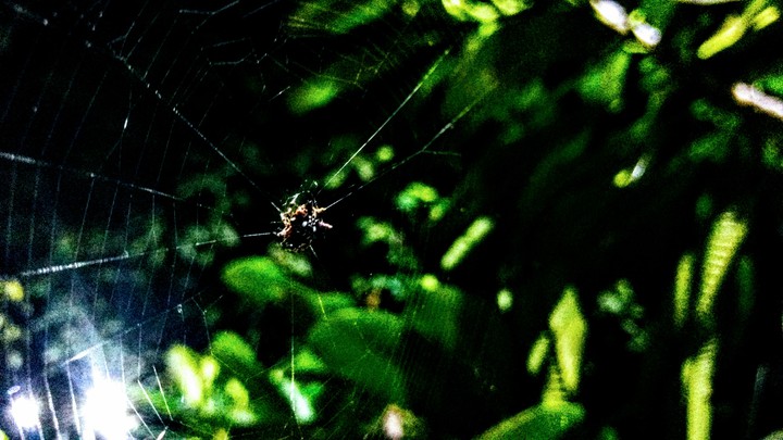 species of spider