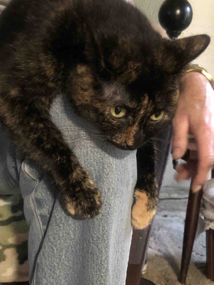 Sphinx knee edition