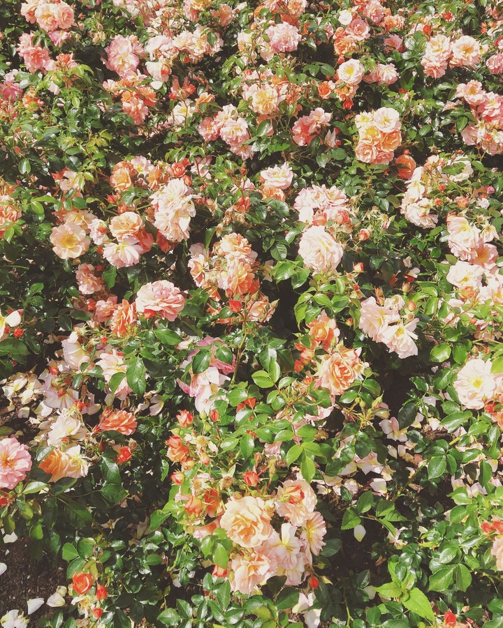 In the rose garden