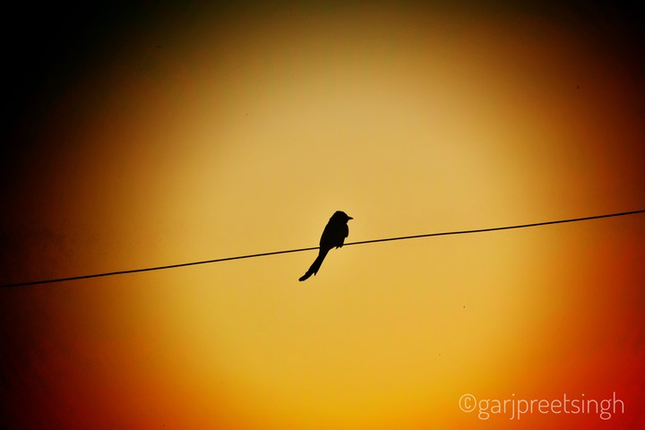 bird