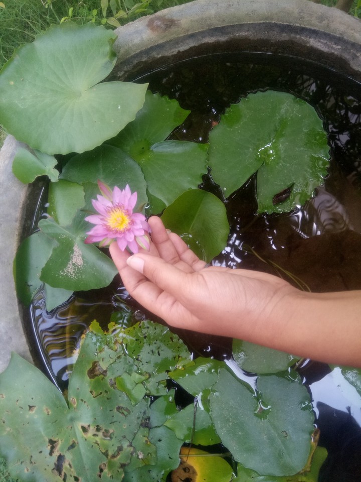 lotus 