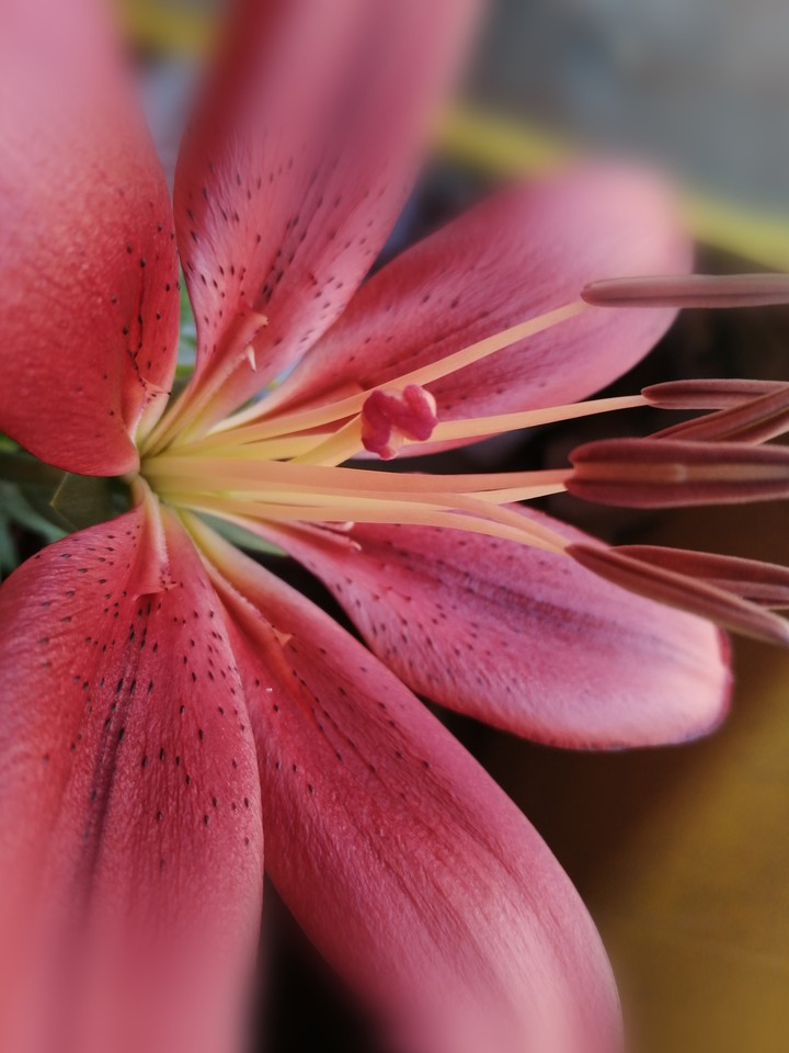 Lilium