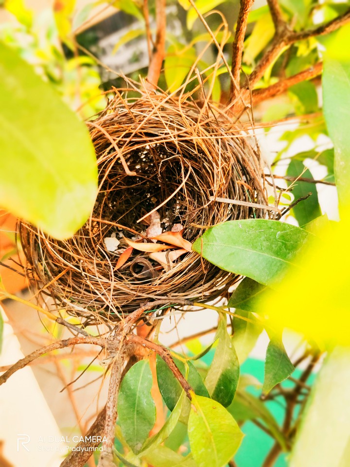 Abandon Nest