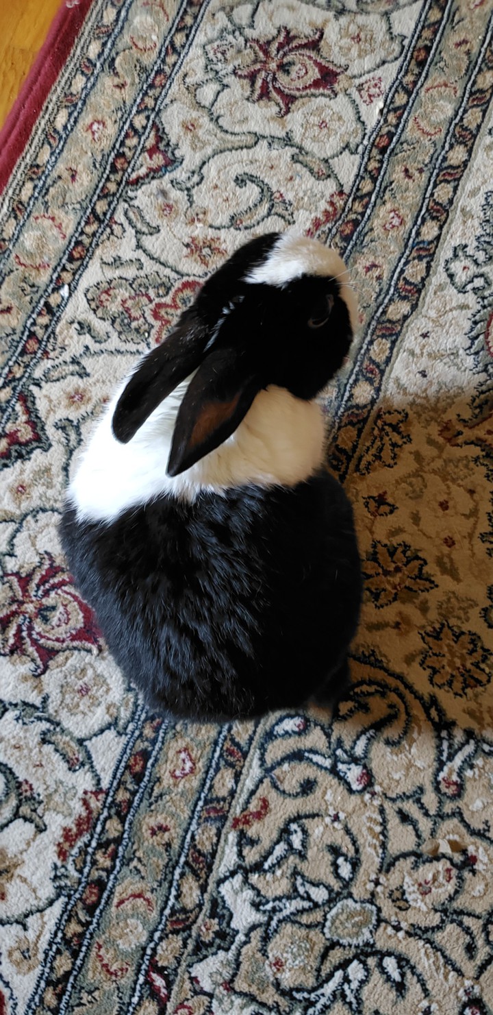 bunny