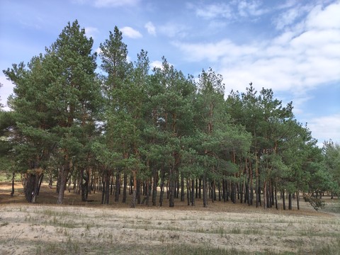 NT