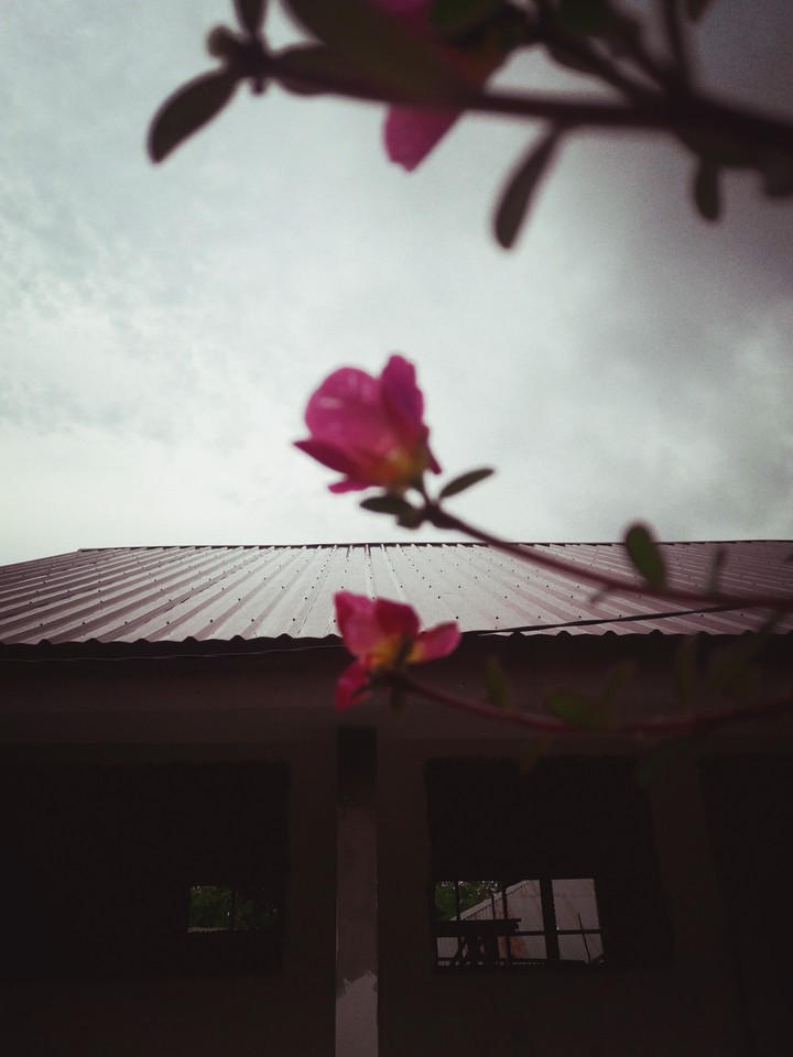 that flower at the house be happy