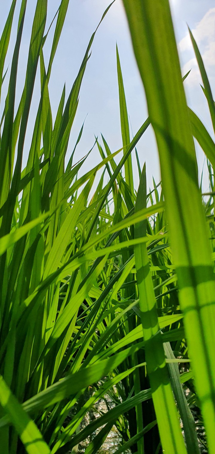 grass