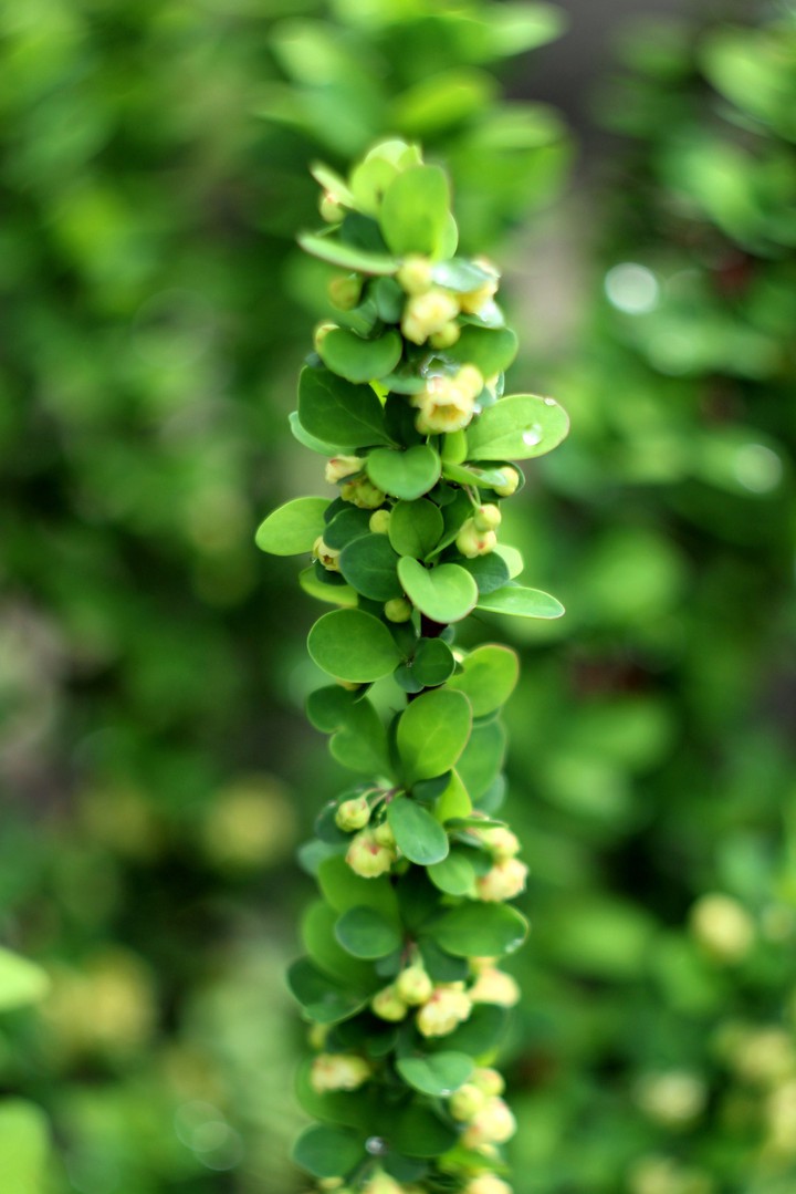 Blooming barberry branch