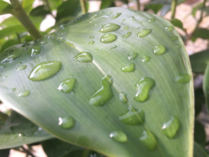Dew on leaf 2