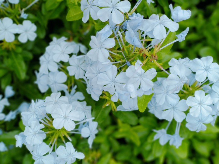 flowers