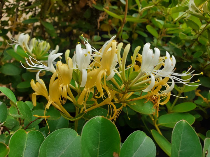 Yellow flower