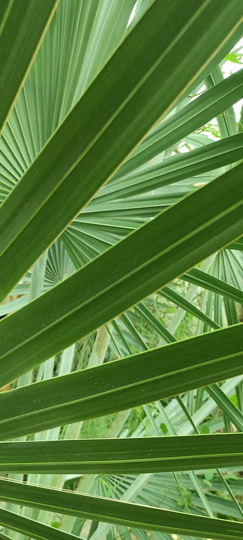 wallpaper green