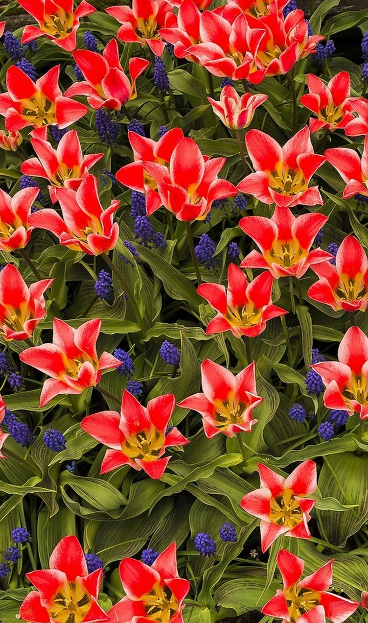 flowers