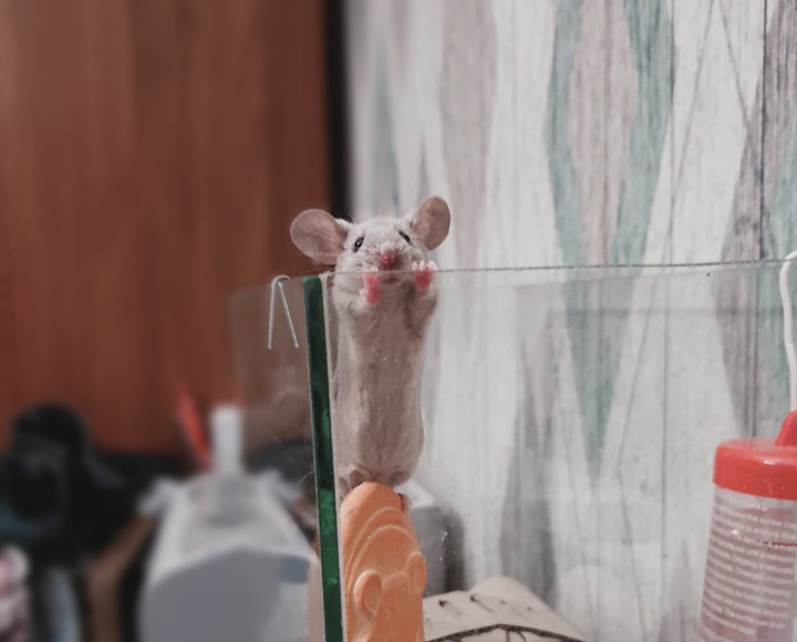 mouse