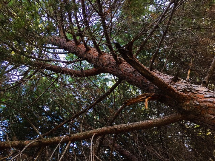 tree