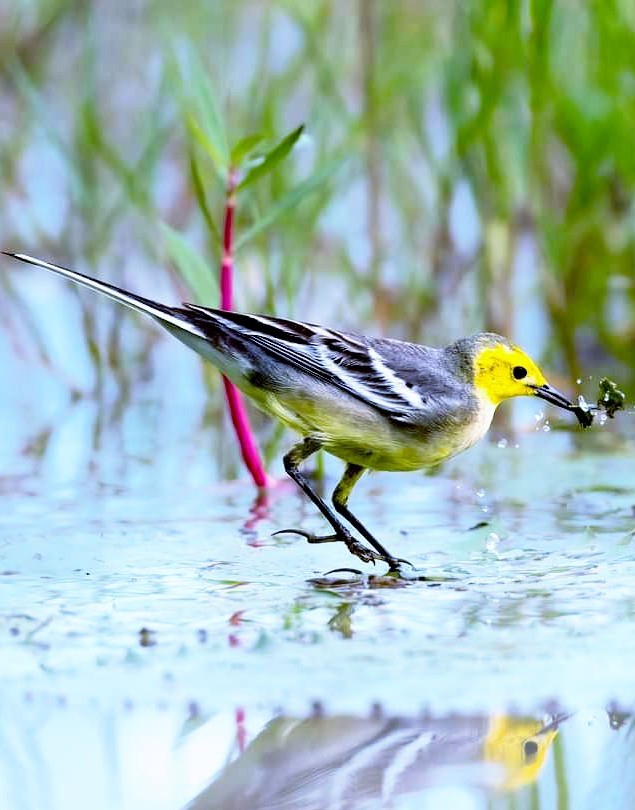 Bird