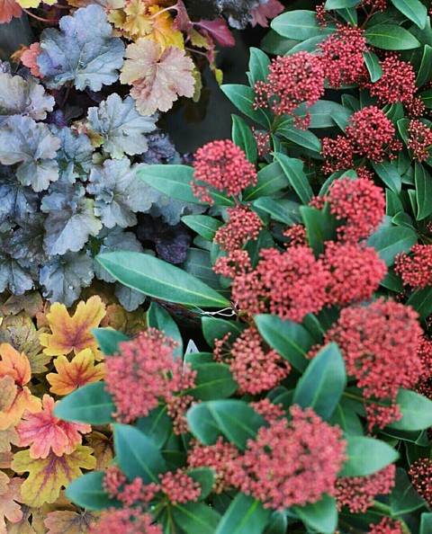 tapety plant, flower