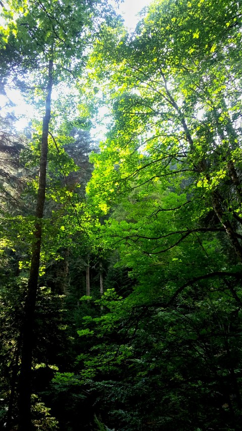 Forest