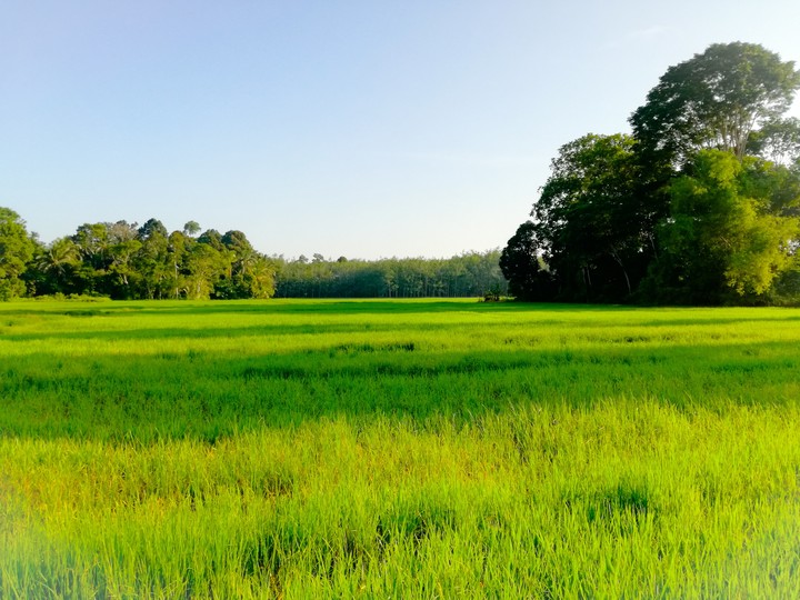 Greeny morning...