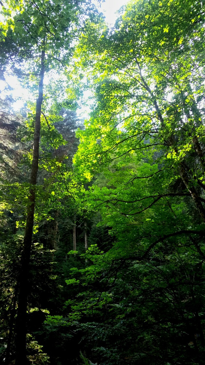 Forest
