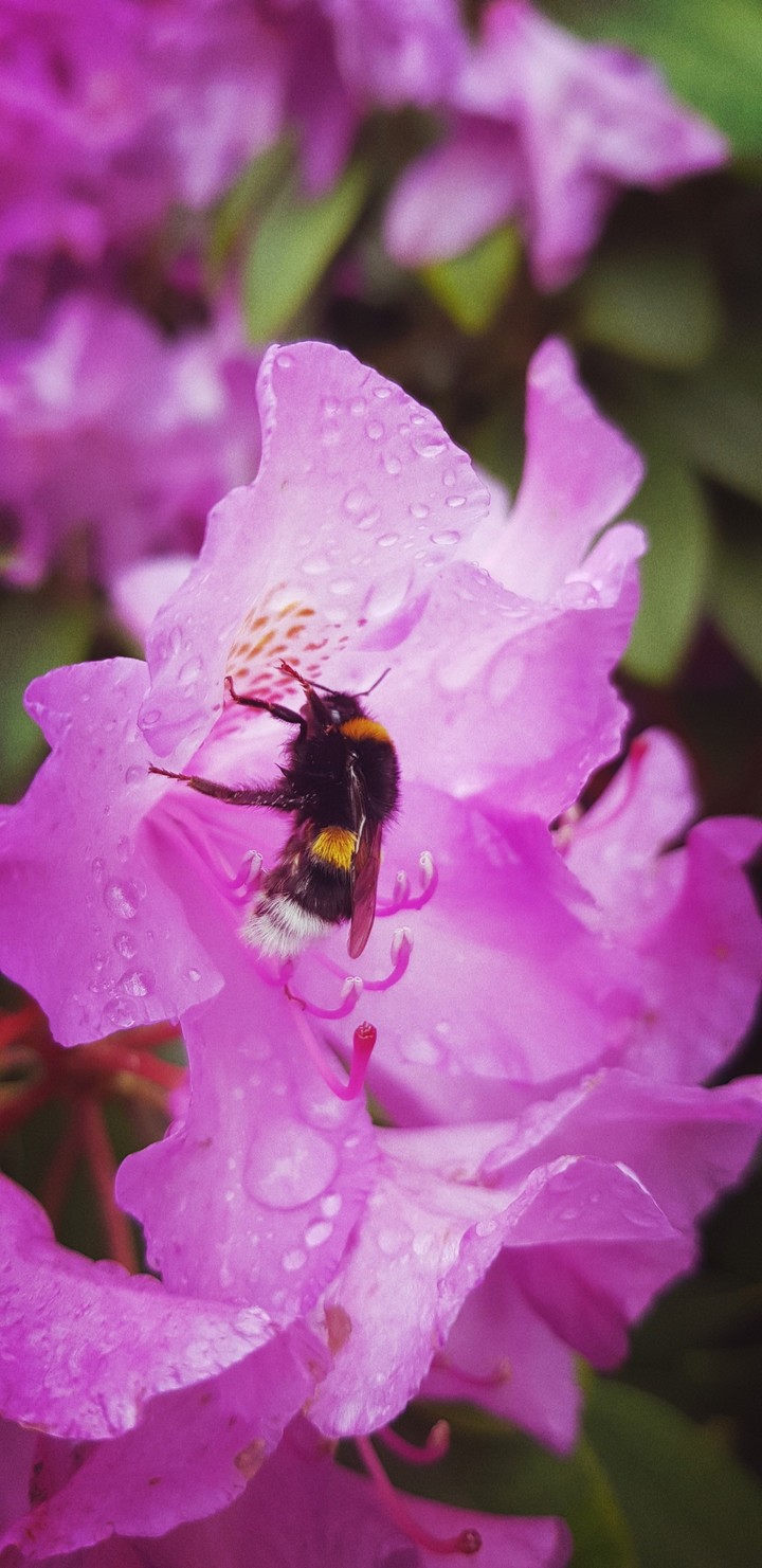 Sommer, Biene, Natur