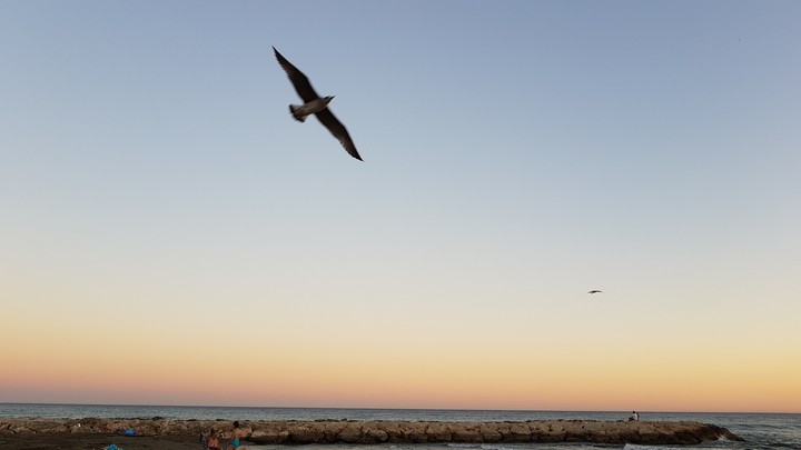 Birds in sunset