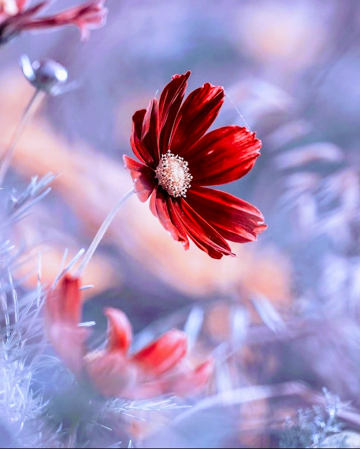 flower ?
