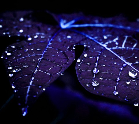 sfondi blue, drop