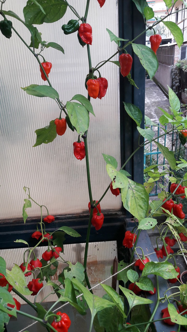 New scorpion red