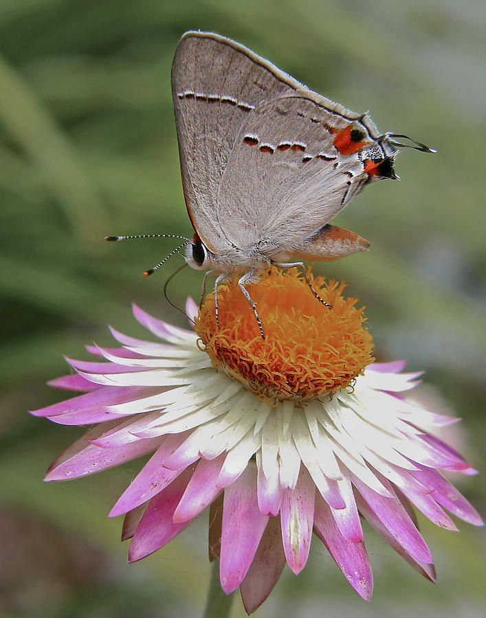 butterfly