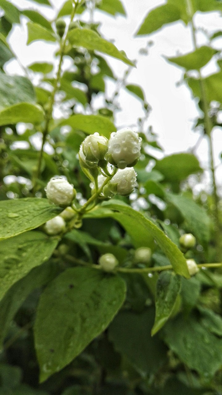 jasmine