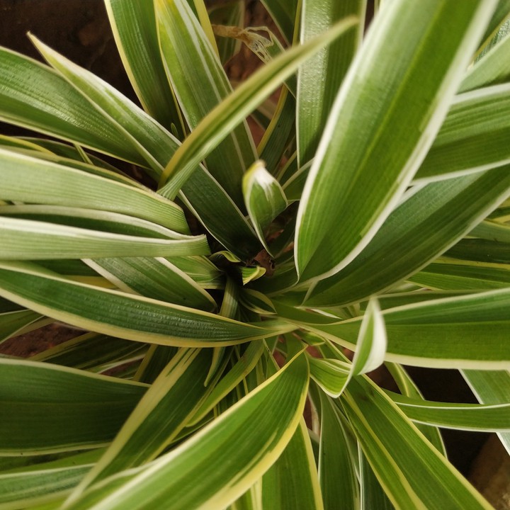 plants