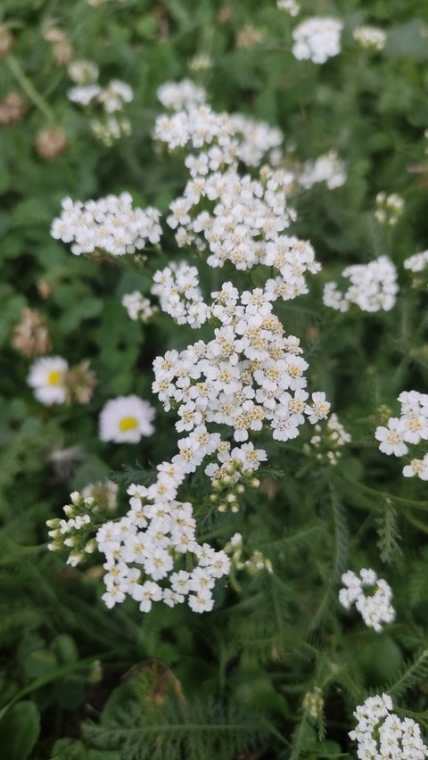 sfondi petal, botany