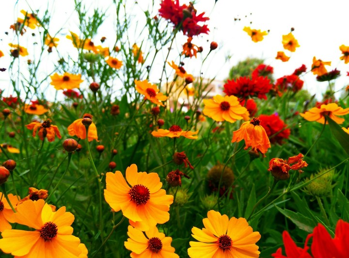 flower