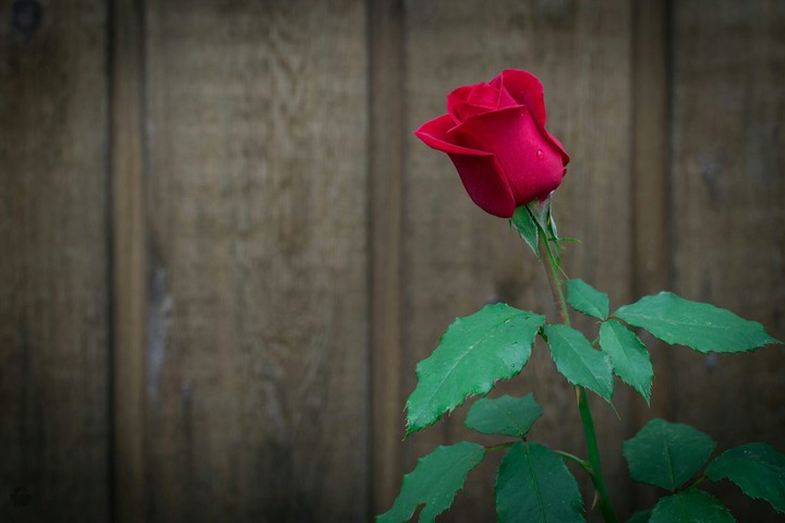 how many times i said I love flowers.